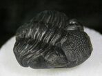 Enrolled Eldredgeops Trilobite - NY #13194-2